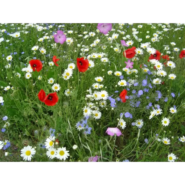 Amestec de seminte Flowers of the Countryside 1 Kg